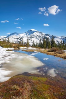 Springtime mountain landscape with meltwater pools and spruce trees