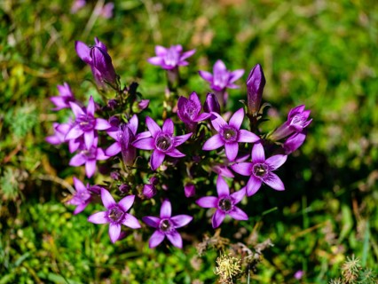 Chiltern gentian