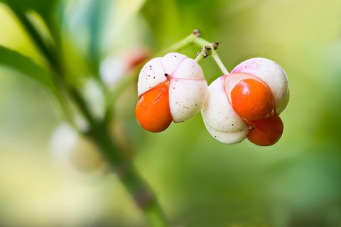 Japanese spindle bush