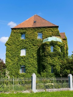 Facade overgrown with ivy on a residential building