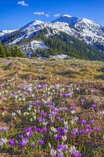Spring mountain landscape with crocus vernus