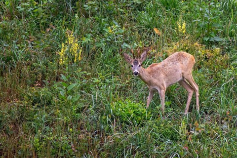 European roe deer