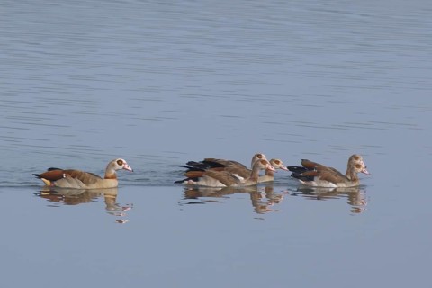 Egyptian geese