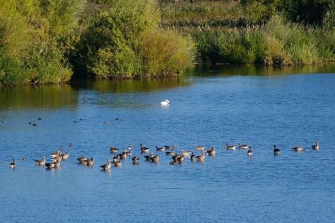 Greylag geese