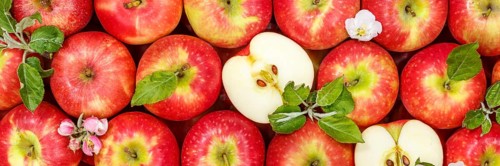 Apples Fruits red apple fruit with blossoms and leaves from above Panorama
