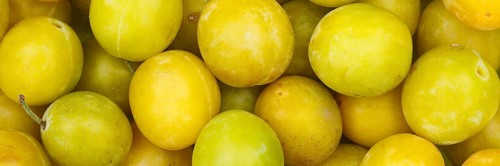 Mirabelle fruits Mirabelle plum fruit yellow plum background panorama