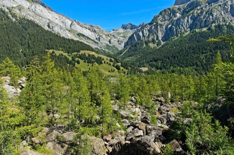 In the Derborence landslide area