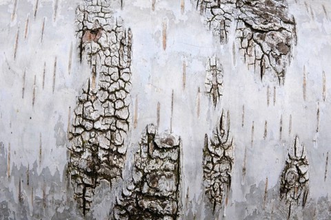 Birch bark