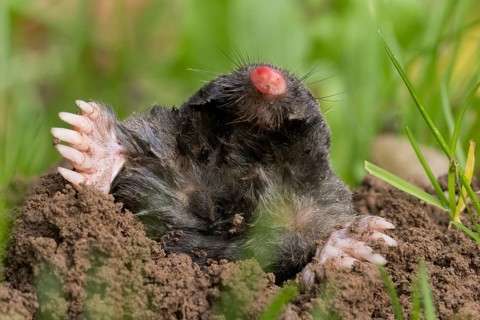 European mole
