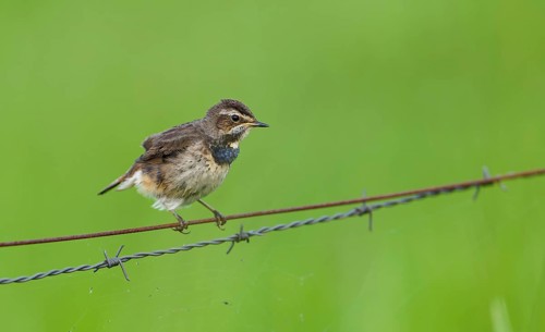White-starred Blue-throat