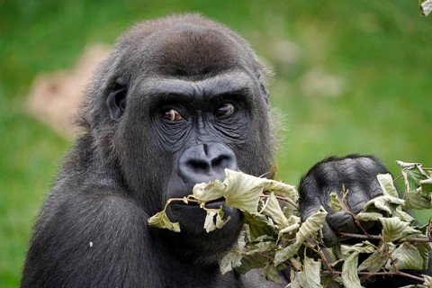Lowland gorilla
