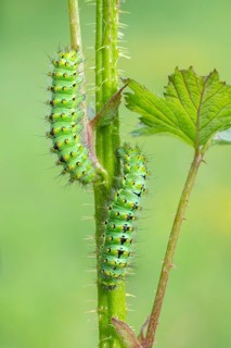 Small emperor moth