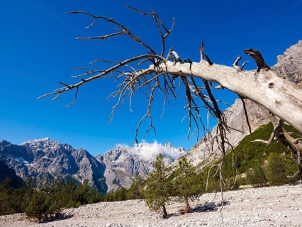 Dead tree in Wimbachgries