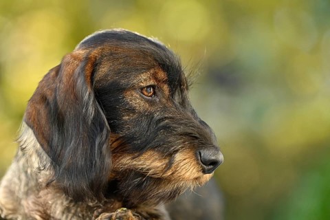 Wire-haired dachshund