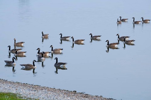 Canada geese