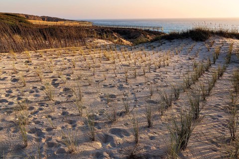 Planting grasses in dunes