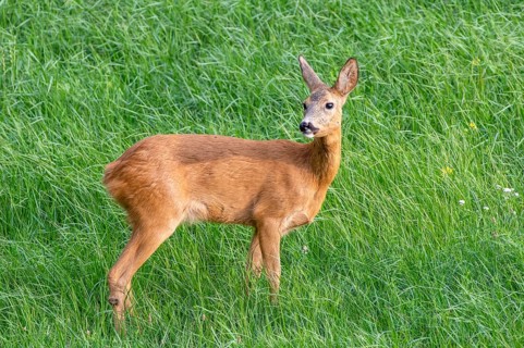 European roe deer