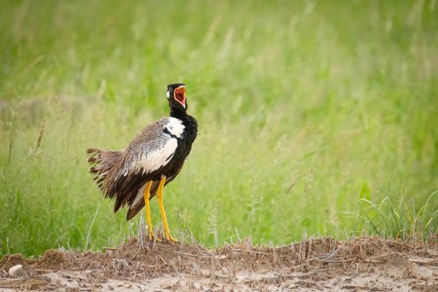 Northern black korhaan