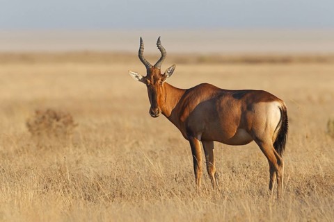 Red Hartebeest