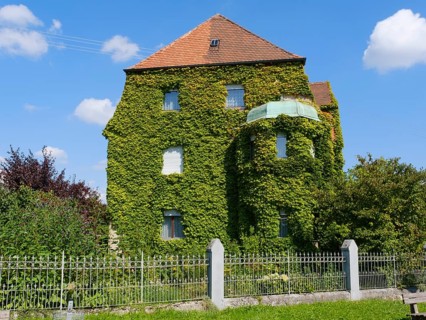 Facade overgrown with ivy on a residential building