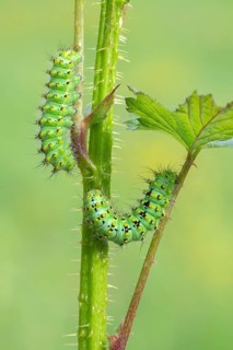 Small emperor moth