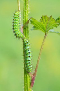 Small emperor moth