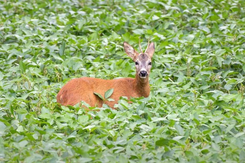European roe deer