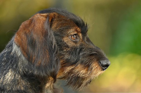 Wire-haired dachshund