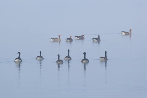 Canada geese