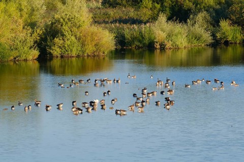 Greylag geese