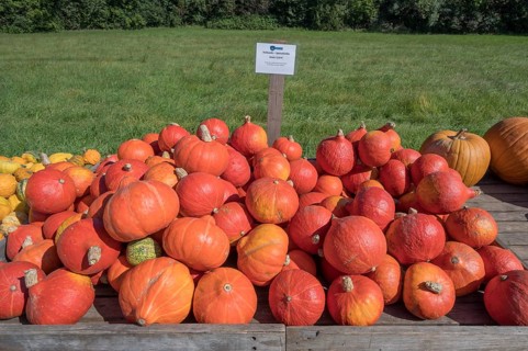 Hokkaido pumpkins