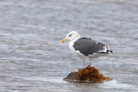 Great black-backed gull