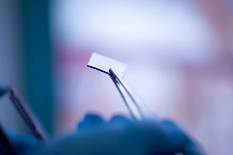 Embedded specimen with forceps in a histology laboratory