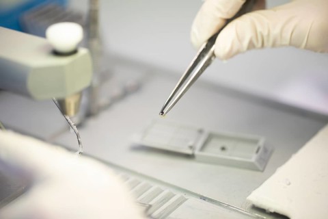 Embedded specimen with forceps in a histology laboratory