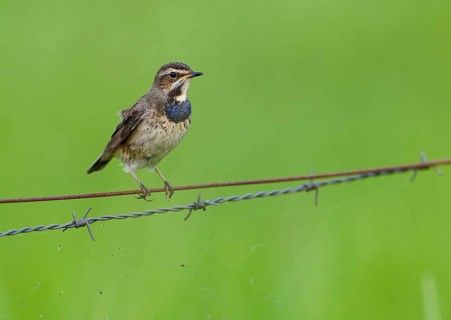 White-starred Blue-throat