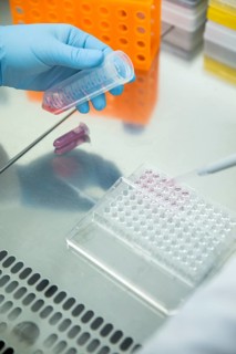 Medical laboratory assistant takes samples from a centrifuge tube with a pipette and fills them into a multiwell tray