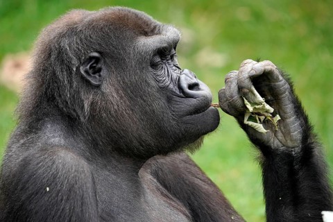 Lowland gorilla