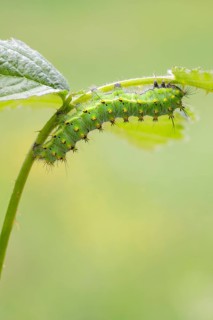 Small emperor moth