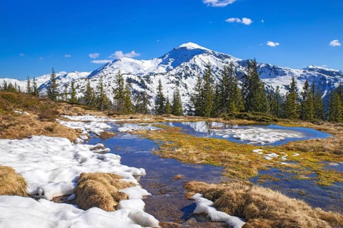 Springtime mountain landscape with meltwater pools and spruce trees