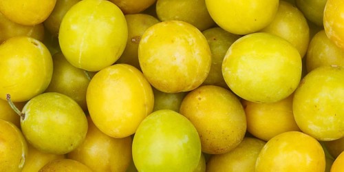 Mirabelle fruits Mirabelle plum fruit yellow plum background panorama