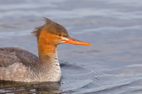 Red breasted merganser