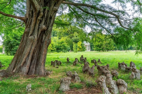 Bald cypress