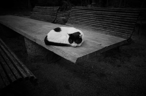 Cat lying on wooden table