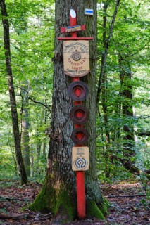 Tree trunk with sign