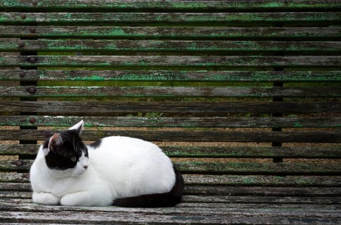 Cat lying on weathered wooden bench