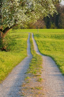 Field path in spring lined with flower meadows and blossoming fruit tree