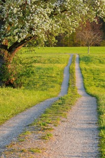 Field path in spring lined with flower meadows and blossoming fruit tree