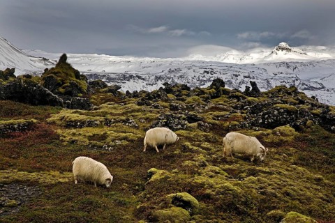 Three domestic sheep