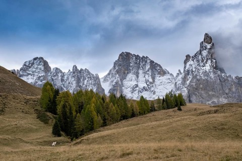 Alpine meadow