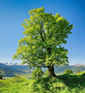 Freestanding sycamore maple in mountain spring